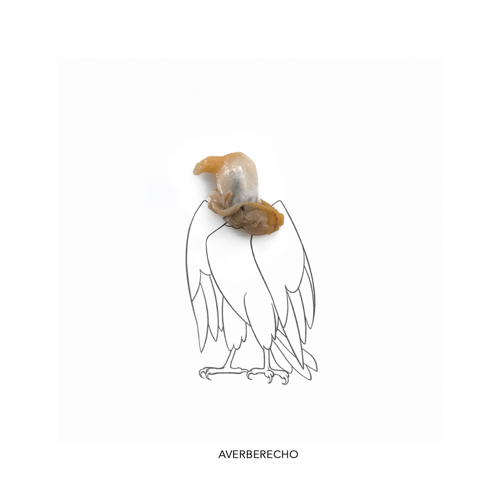Averberecho