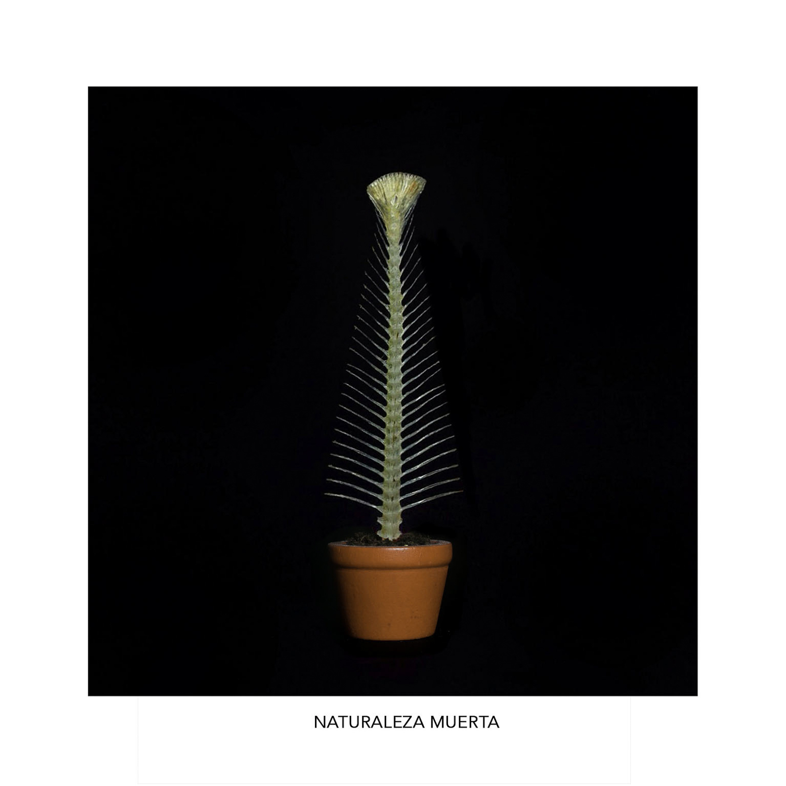 Naturaleza muerta